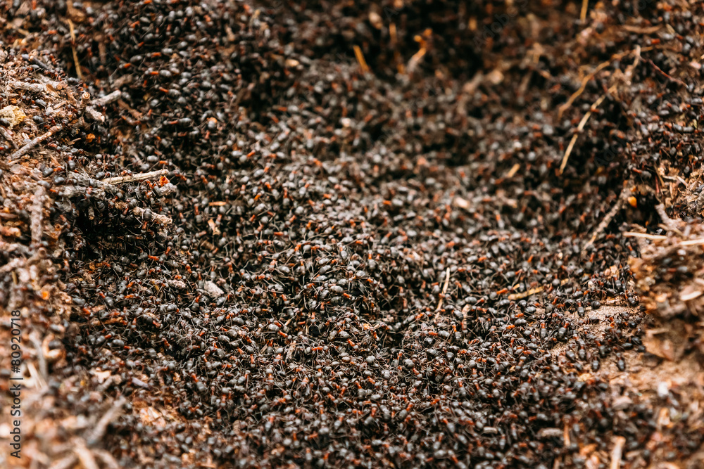 Background Of Red Ant Colony Formica Rufa Background Of Red Ant Colony Formica Rufa