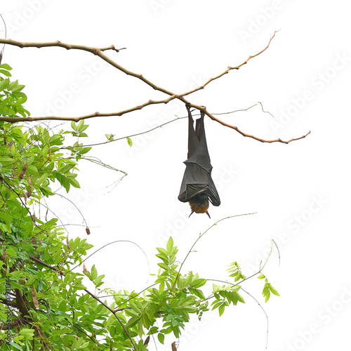 Fotografia Bat hanging on tree isolate on white background