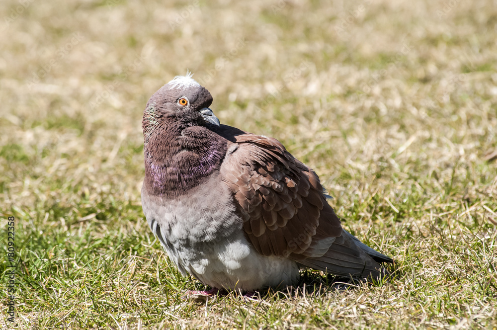 Obraz premium Rock feral pigeon dove closeup resting on winter grass meadow