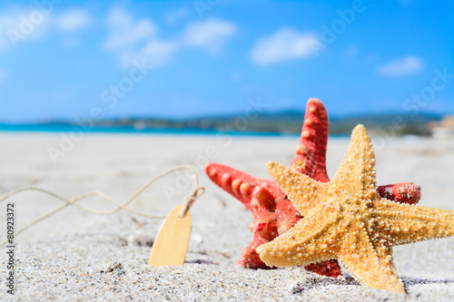 starfish by the sea photo