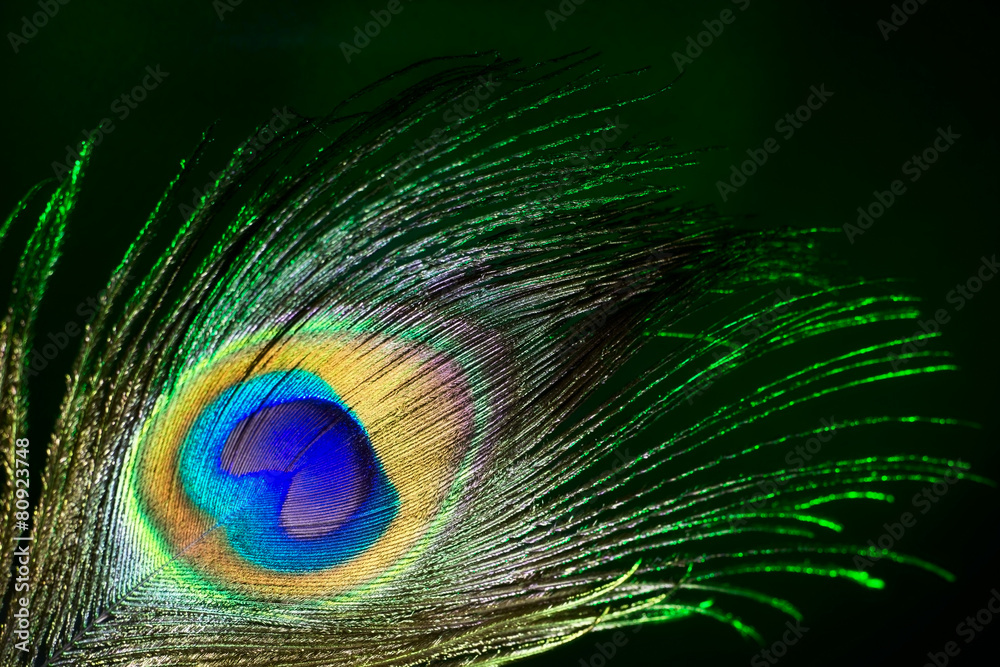 Obraz premium feather