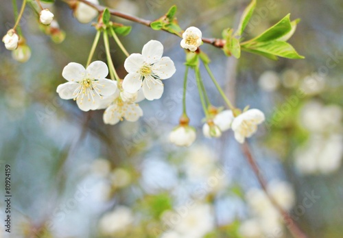 Soft spring apple blossom background