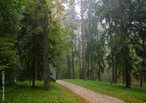 Early autumn forest after rain with mist