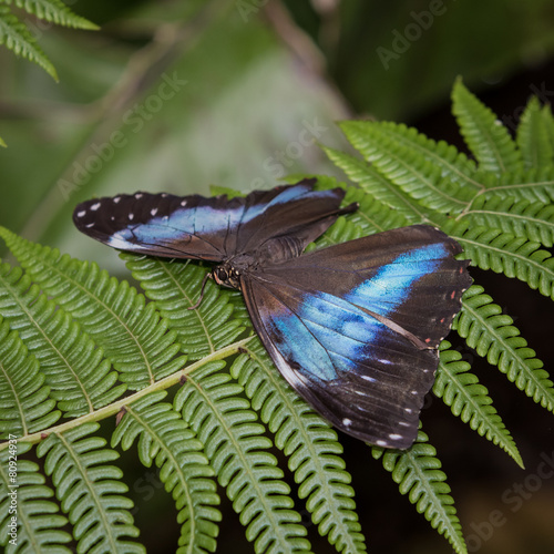 Achilles Morpho Butterfly photo