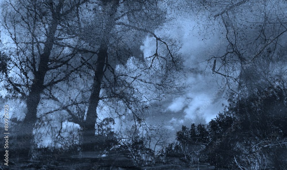 Obraz premium mystery forest