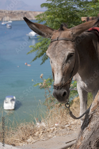 Donkey taxi in Lindos © Fabio Balbi
