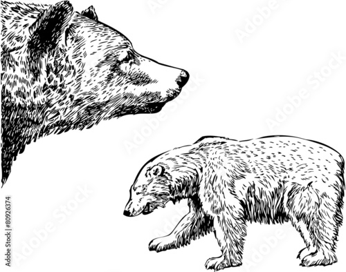 Bear