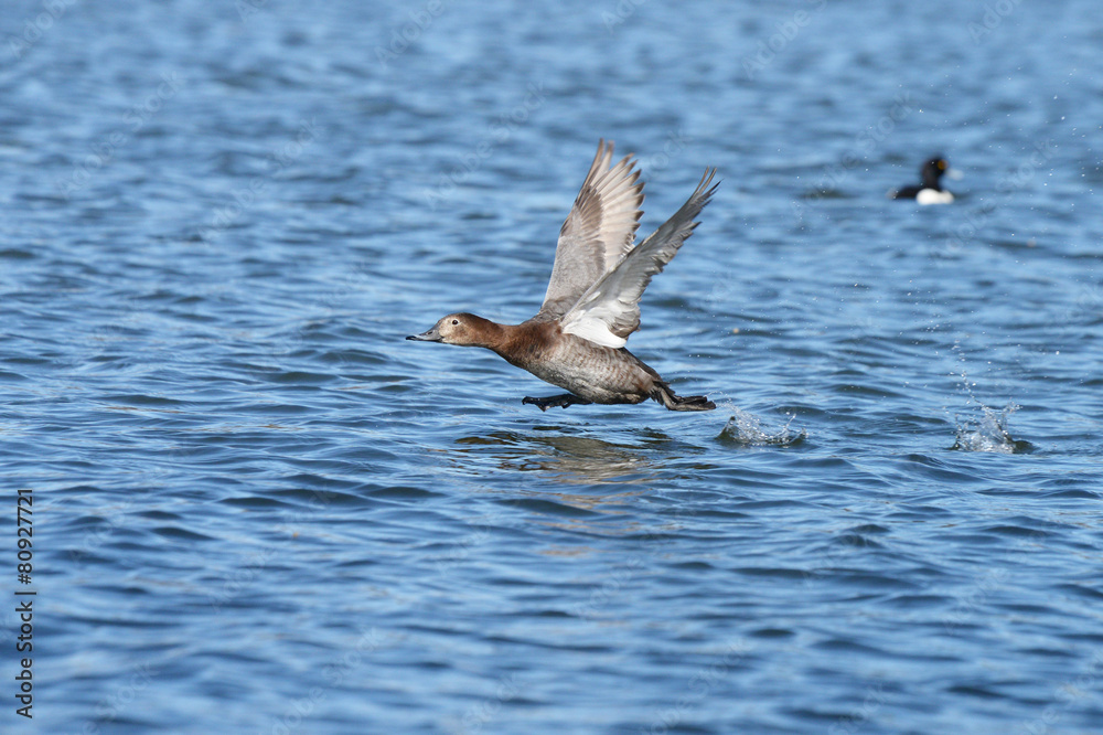 Common Pochard, Pochard, Aythya ferina