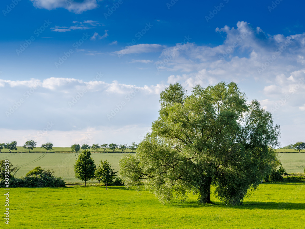 summer meadow with trees and blue clowdy sky