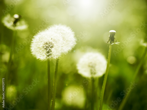Dandelions on sunny meadow
