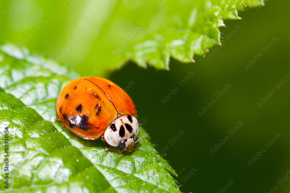 Fototapeta premium Coccinella