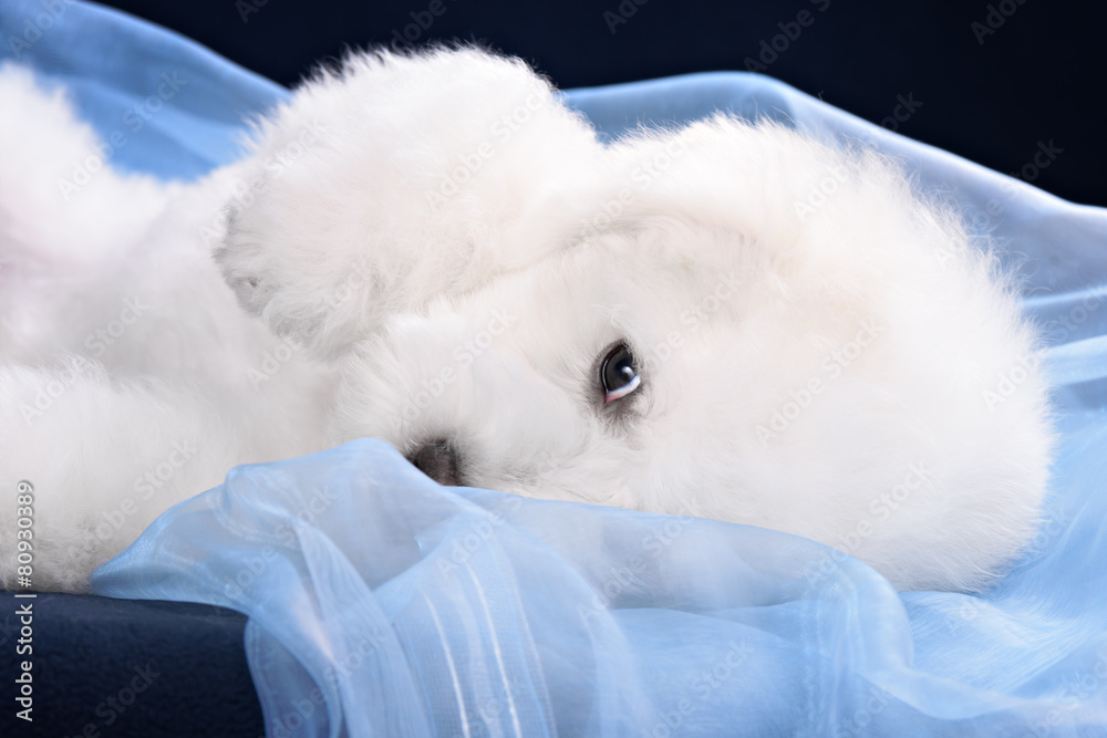 Cute little Bichon puppy Cute little Bichon puppy