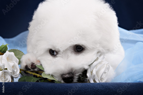 White Terrier puppy gnawing flower on a white background
