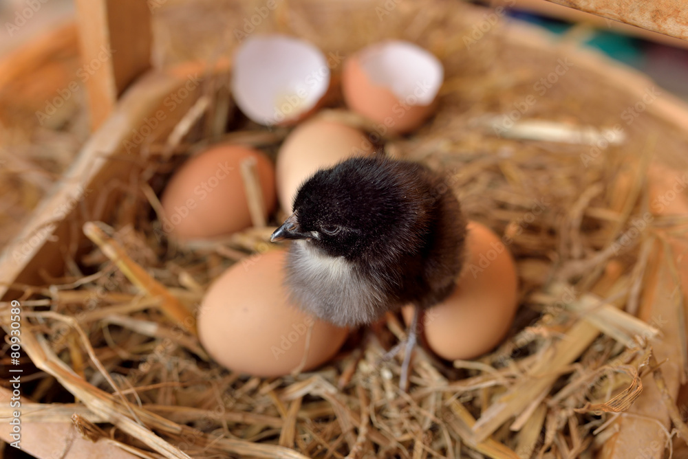 Obraz premium poussin