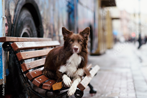 Fototapeta Border Collie dog perform tricks in the center of Moscow