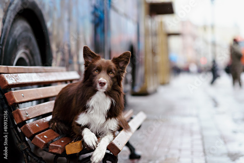 Border Collie dog perform tricks in the center of Moscow