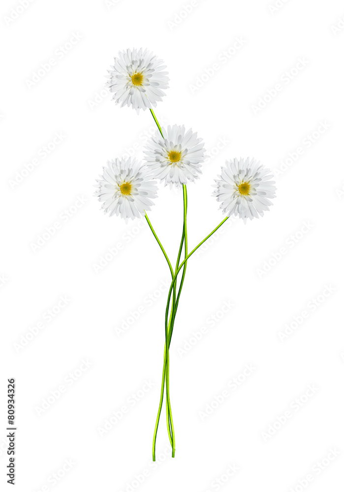 chrysanthemum isolated on white background chrysanthemum isolated on white background