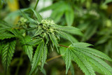 Medical marijuana bud on a young plant