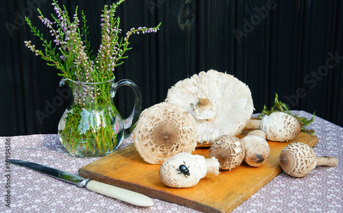 parasol mushroom (Lepiota procera) photo