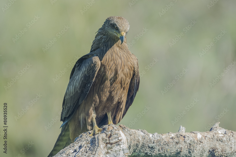 Fototapeta premium black kite