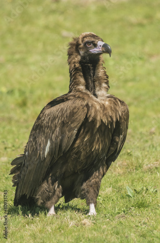 black bulture