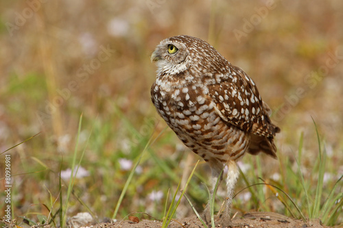 Burrowing Owl standing on the ground