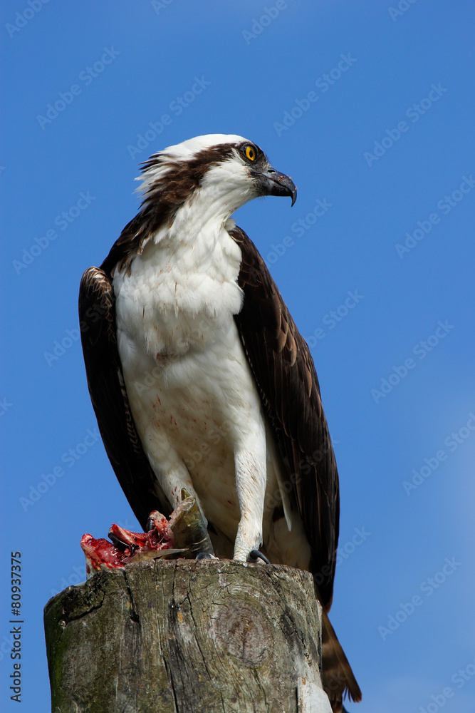 Osprey with a catch on a light pole Osprey with a catch on a light pole