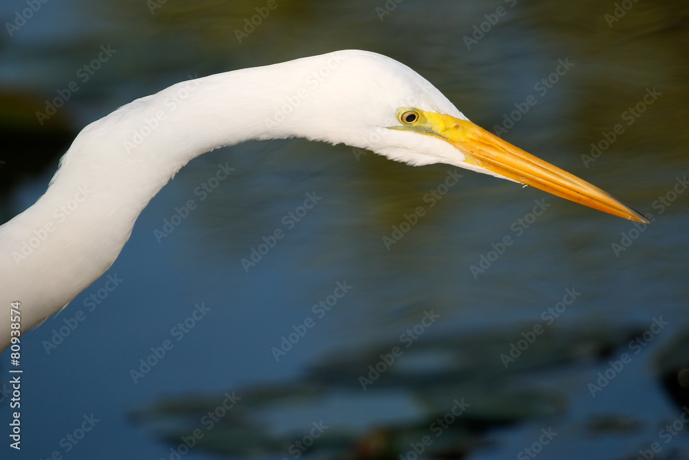 Portrait of Great egret Portrait of Great egret