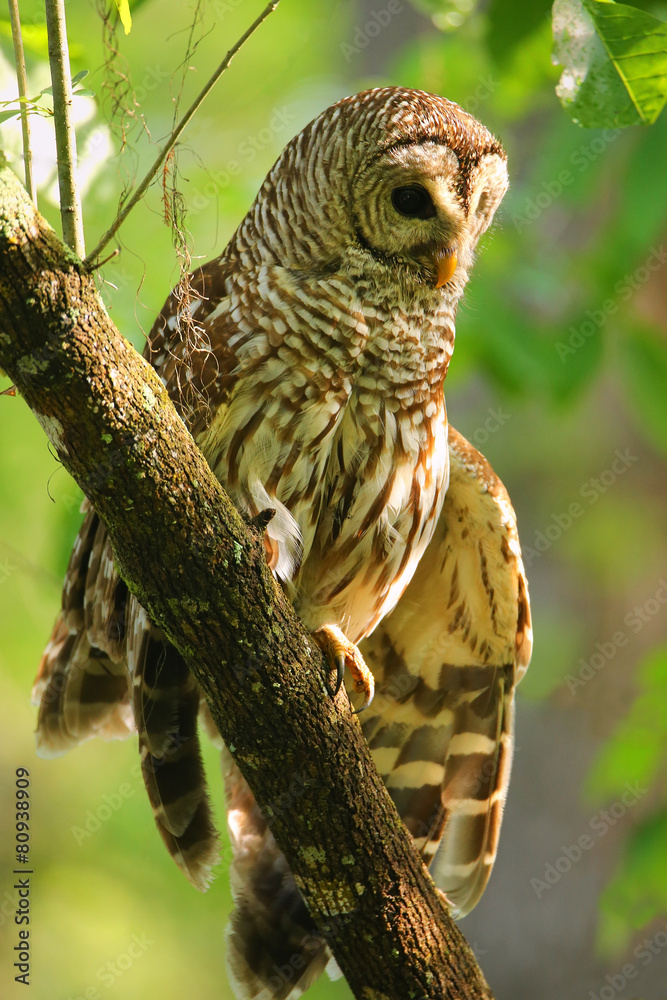 Fototapeta premium Barred owl (Strix varia) stretching its wing