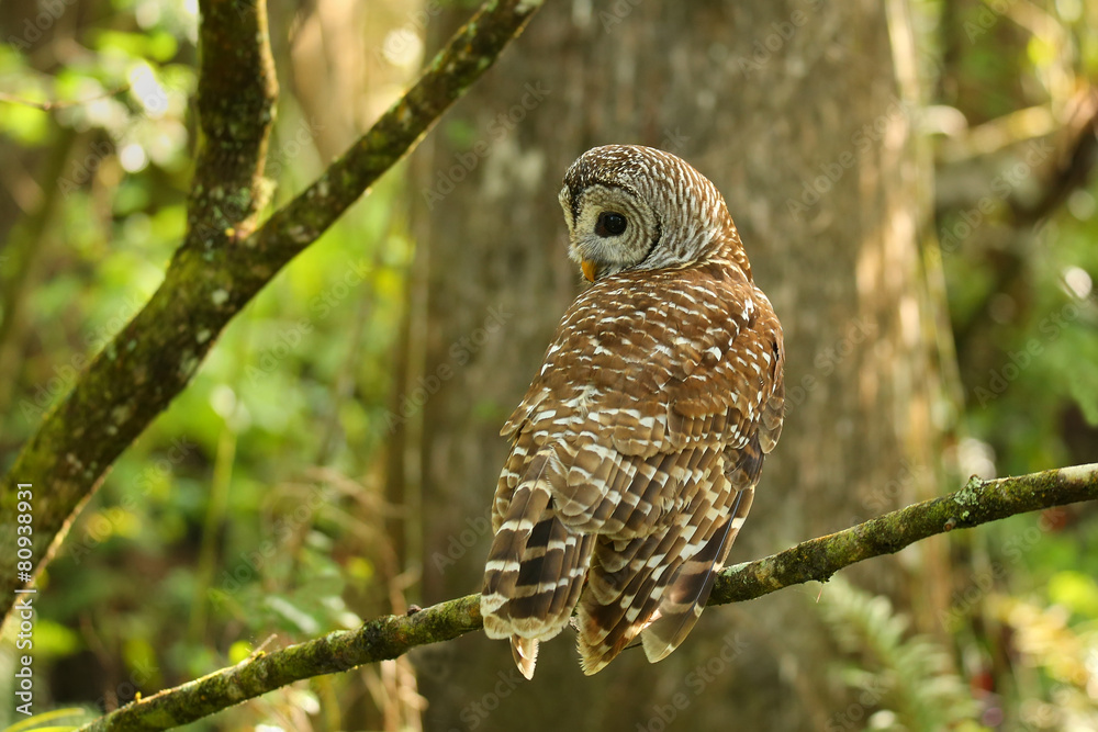 Barred owl (Strix varia) sitting on a tree Barred owl (Strix varia) sitting on a tree