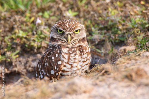 Burrowing Owl standing on the ground