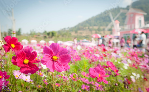 cosmos flowers field with windmill background