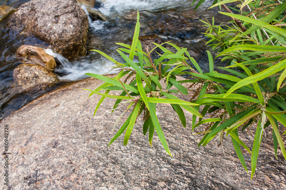 tree on water and rock tree on water and rock