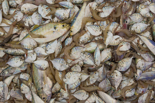 Variety of raw material for seafood
