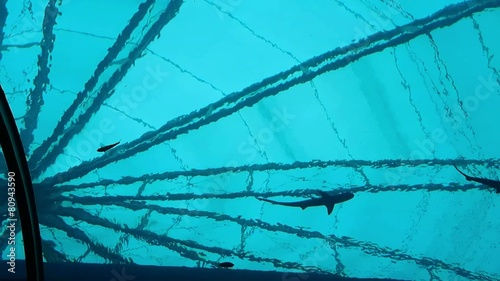 silhouette of the shark tank in blue water photo