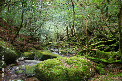 屋久島 白谷雲水峡