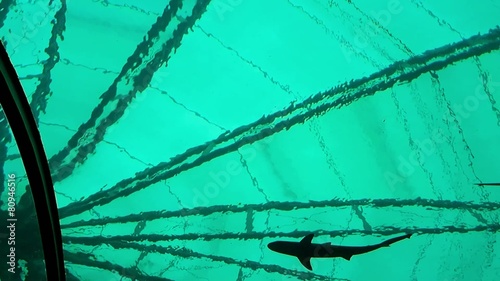 silhouette of the shark tank in green water photo