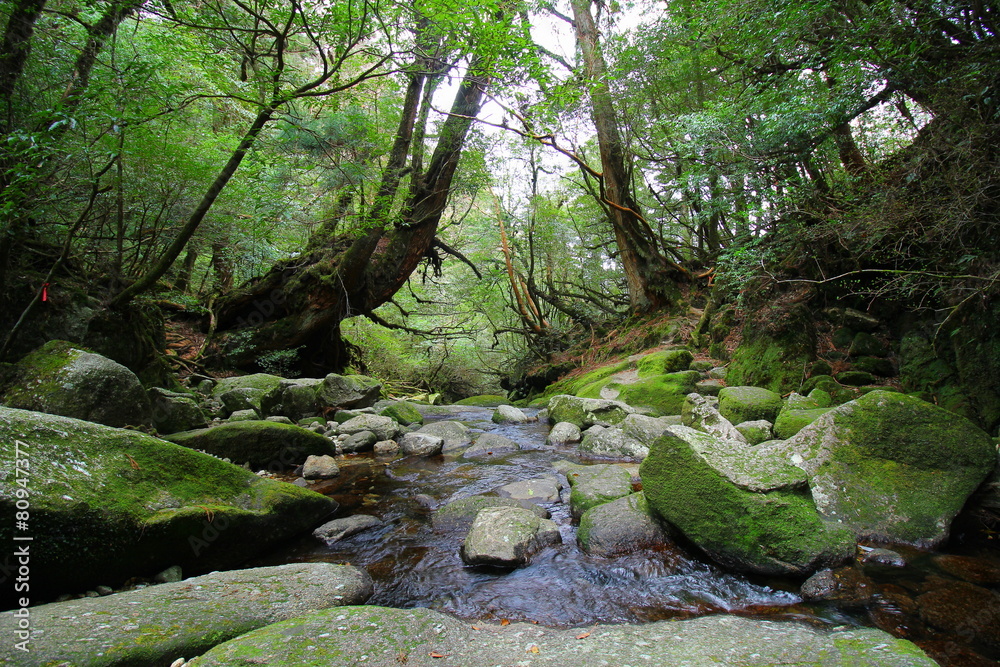 Naklejka premium 屋久島 白谷雲水峡