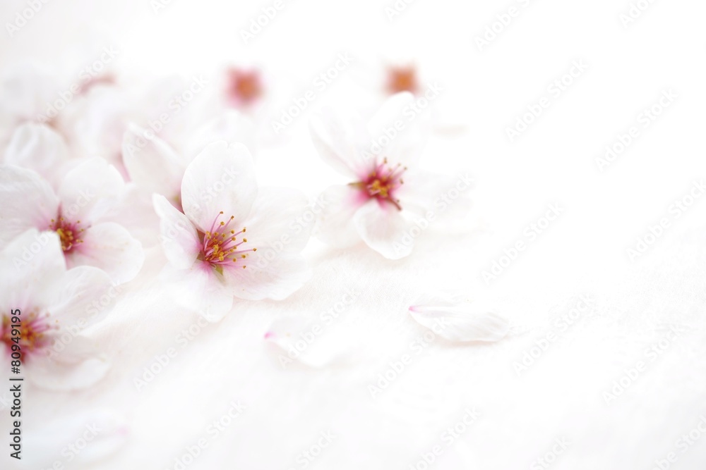 桜の花 桜の花