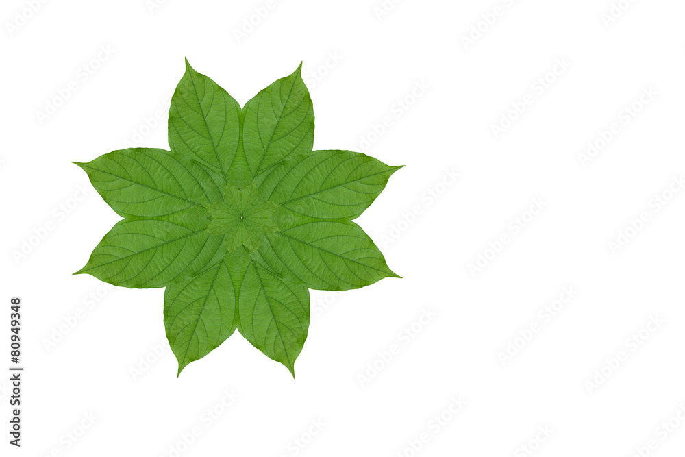 Obraz premium Idea form leaf.(Flower concept)