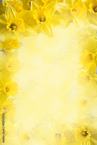 frame from daffodils, yellow flower background with copy space