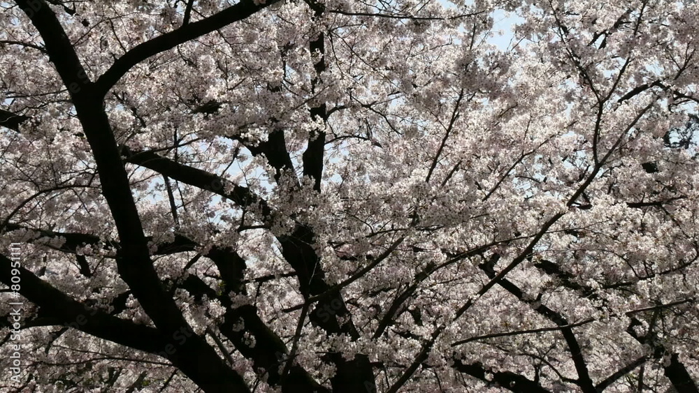 Full bloom Someiyoshino cherry blossoms in Tokyo Full bloom Someiyoshino cherry blossoms in Tokyo