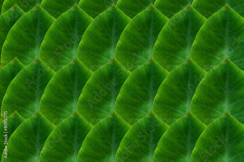 Create from leaf.(Wallpaper concept)