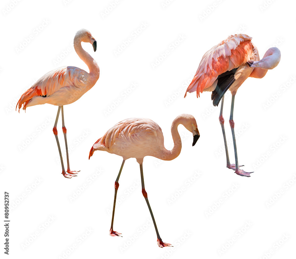 Fototapeta premium set of pink flamingo isolated on white
