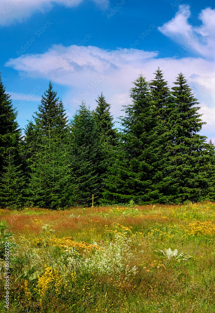 Fototapeta premium Spring pine view