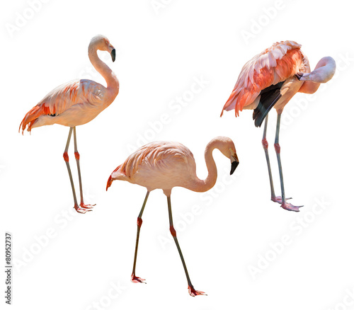 set of pink flamingo isolated on white