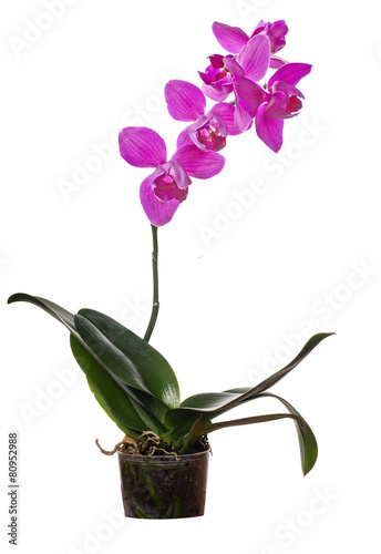 Fototapeta Naklejka Na Ścianę i Meble -  orchid with large pink blooms in pot