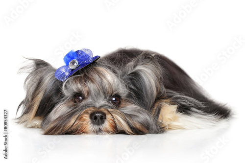 Yorkshire terrier lying down photo