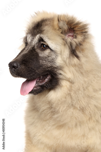 Caucasian shepherd. Close-up portrait