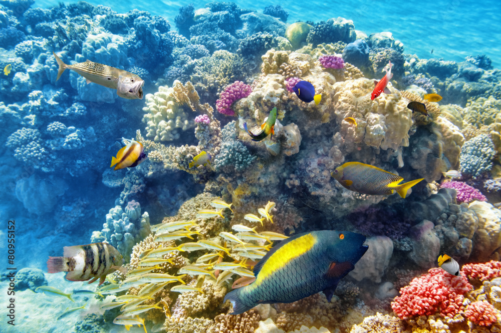 Fototapeta premium Underwater world with corals and tropical fish.